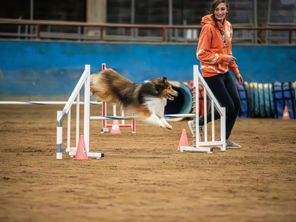 Taylor working with a Shetland Sheepdog in competition